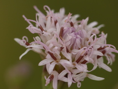 Palafoxia lindenii