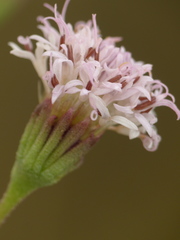 Palafoxia lindenii