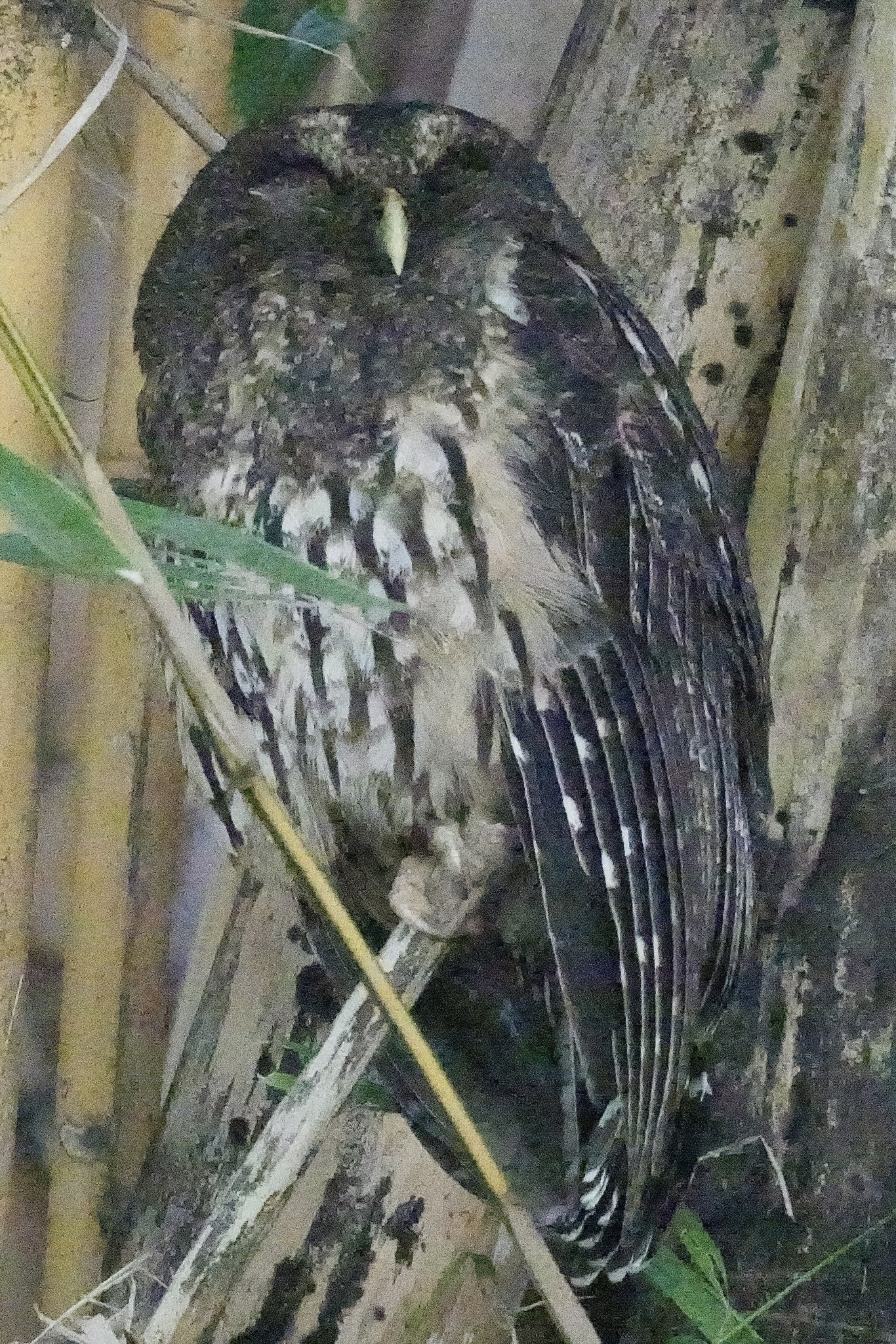 Mottled Owl (Strix virgata), photo 3
