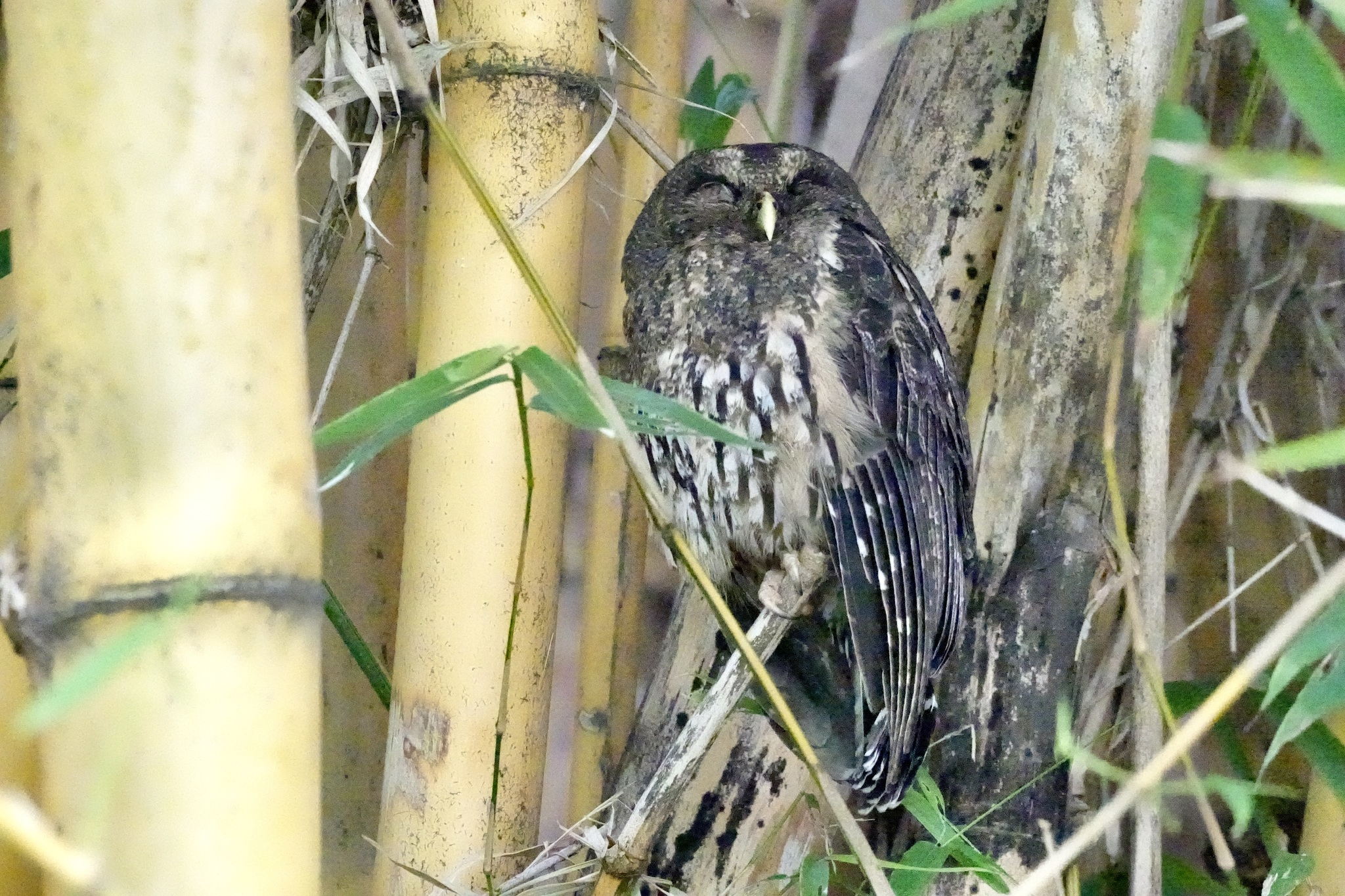 Mottled Owl (Strix virgata), photo 2