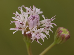 Palafoxia lindenii