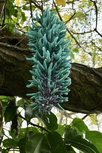 Strongylodon macrobotrys