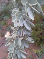 Mimosa lanuginosa
