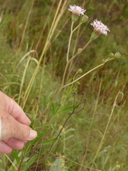 Palafoxia lindenii
