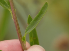 Palafoxia lindenii