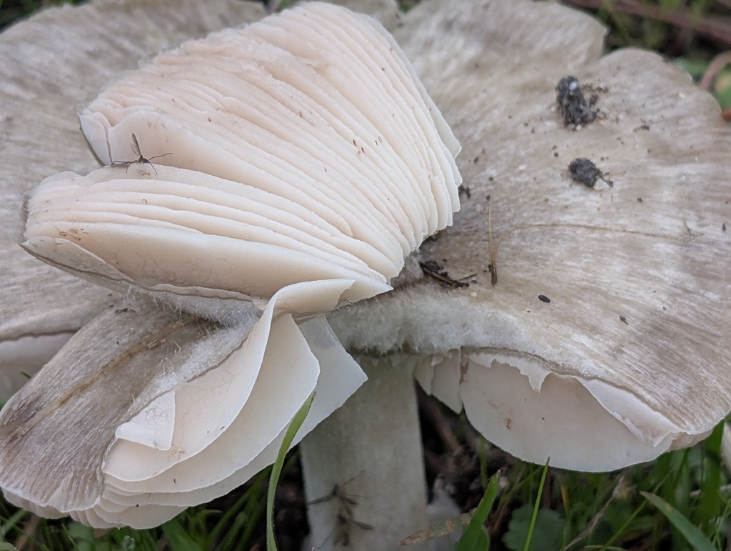 Volvopluteus gloiocephalus · January 2026 · photo: © stekkelpak (iNaturalist, cc0)