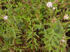 Palafoxia lindenii