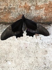 Heraclides anchisiades