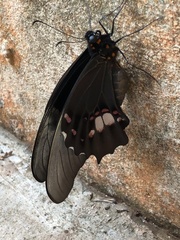 Heraclides anchisiades