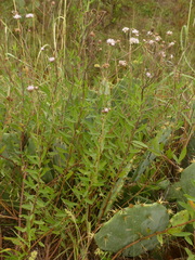 Palafoxia lindenii