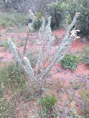 Mimosa lanuginosa
