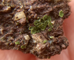 Acarospora schleicheri