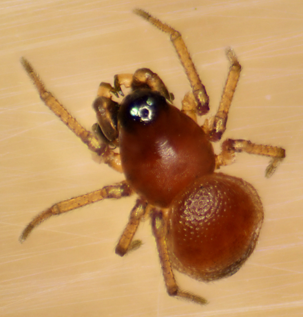 Ceraticelus similis