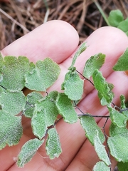 Adiantum chilense scabrum