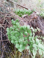 Adiantum chilense scabrum