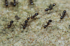 Carebara