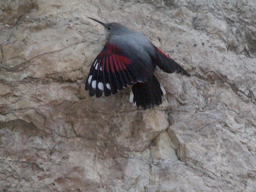 Treparriscos (Tichodroma muraria)