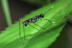 Diptera