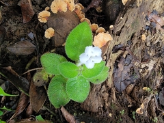 Episcia lilacina, photograph (c) Emily Turteltaub Nelson, some rights reserved (CC BY)