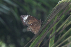 Elymnias hypermnestra hypermnestra