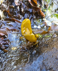 Dactylosiphon bullosus