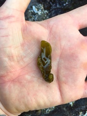 Dactylosiphon bullosus