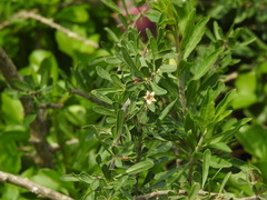 Lycium europaeum, photograph (c) Duarte Frade, some rights reserved (CC BY)