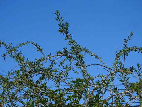 Lycium europaeum, photograph 6