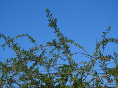Lycium europaeum, photograph (c) Duarte Frade, some rights reserved (CC BY)