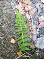 Blechnum hastatum