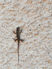 Liolaemus cyanogaster