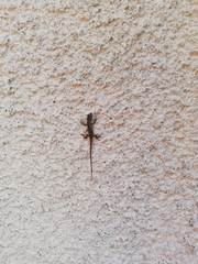 Liolaemus cyanogaster