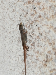 Liolaemus cyanogaster