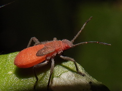 Serinethinae