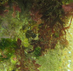 Gnathophyllum americanum