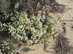 Erica senilis