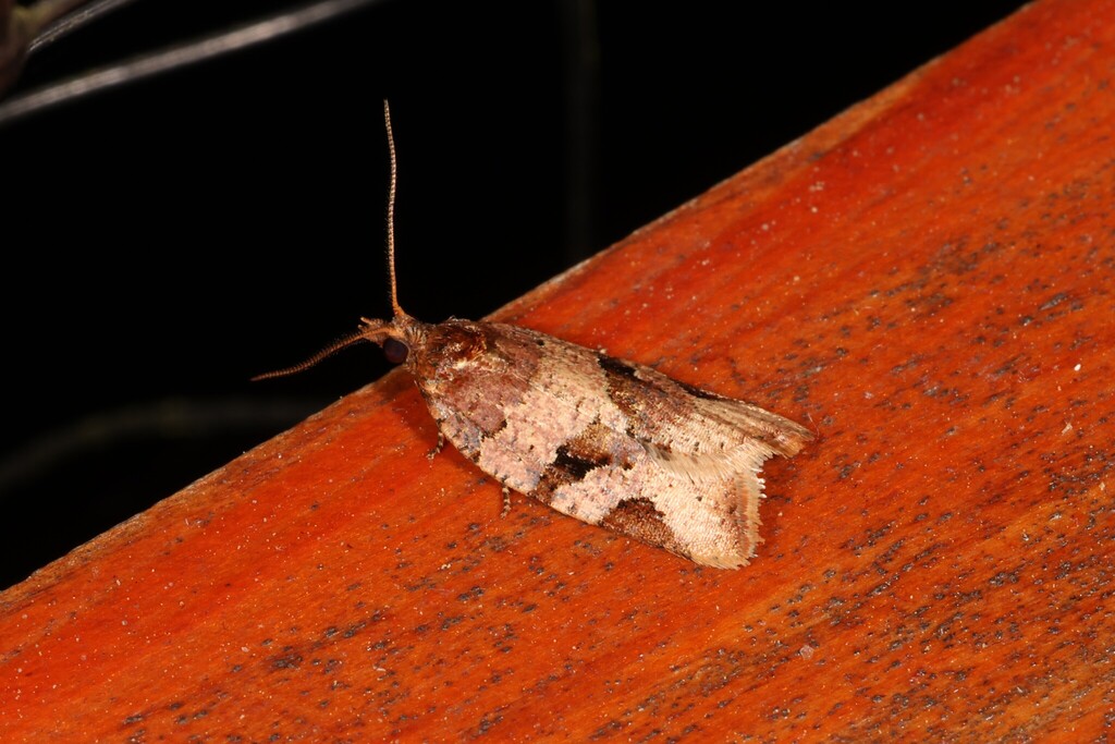 Argyrotaenia brimuncus
