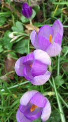 Crocus