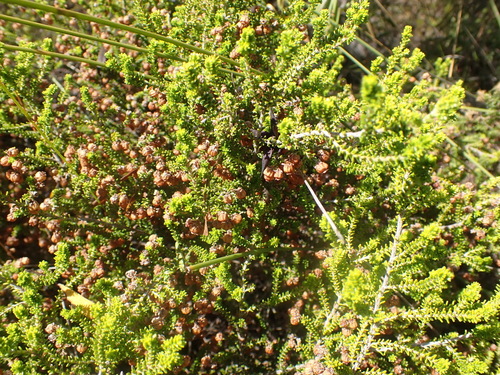 Stunning Heath (Erica formosa)