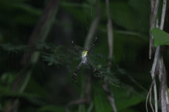 Argiope