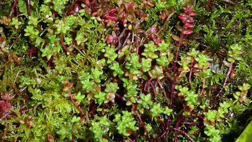 English stonecrop