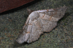 Lepidoptera