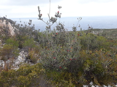 Melaleuca velutina