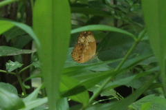 Cupha erymanthis