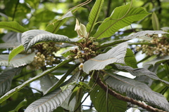 Saurauia montana image