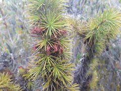 Melaleuca peucophylla