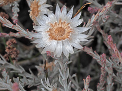 Syncarpha canescens canescens