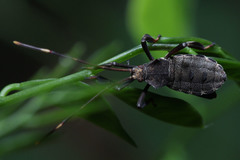 Hemiptera