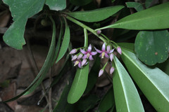 Magnoliopsida
