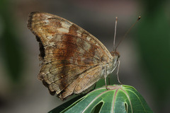 Junonia erigone